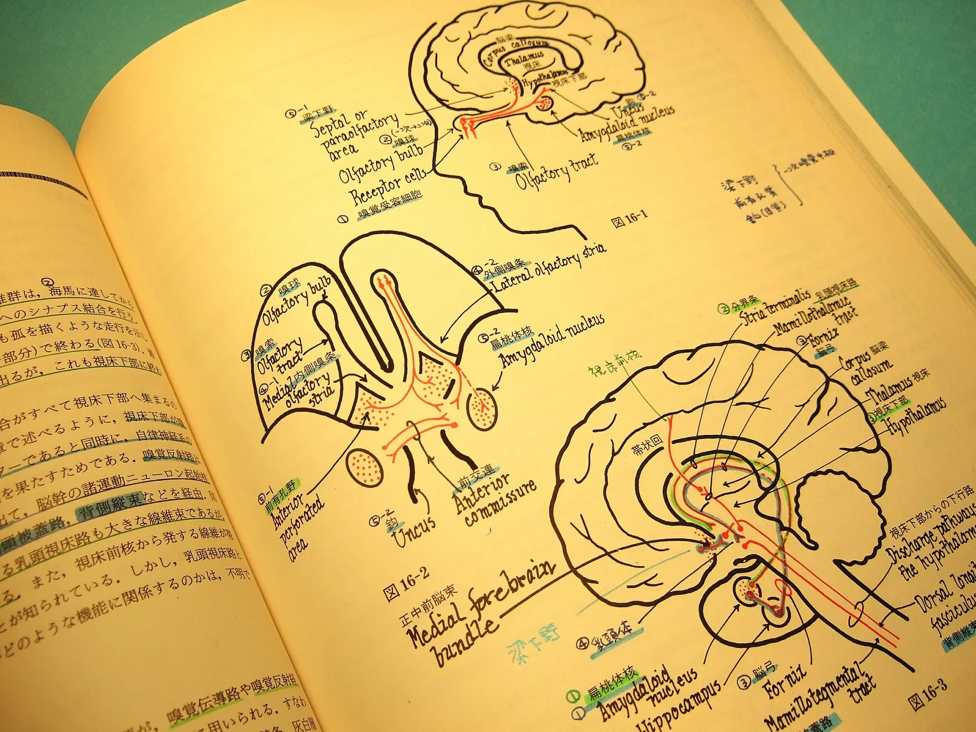 嗅覚経路と脳の構造を手書きで詳しく書き込んだ医学書